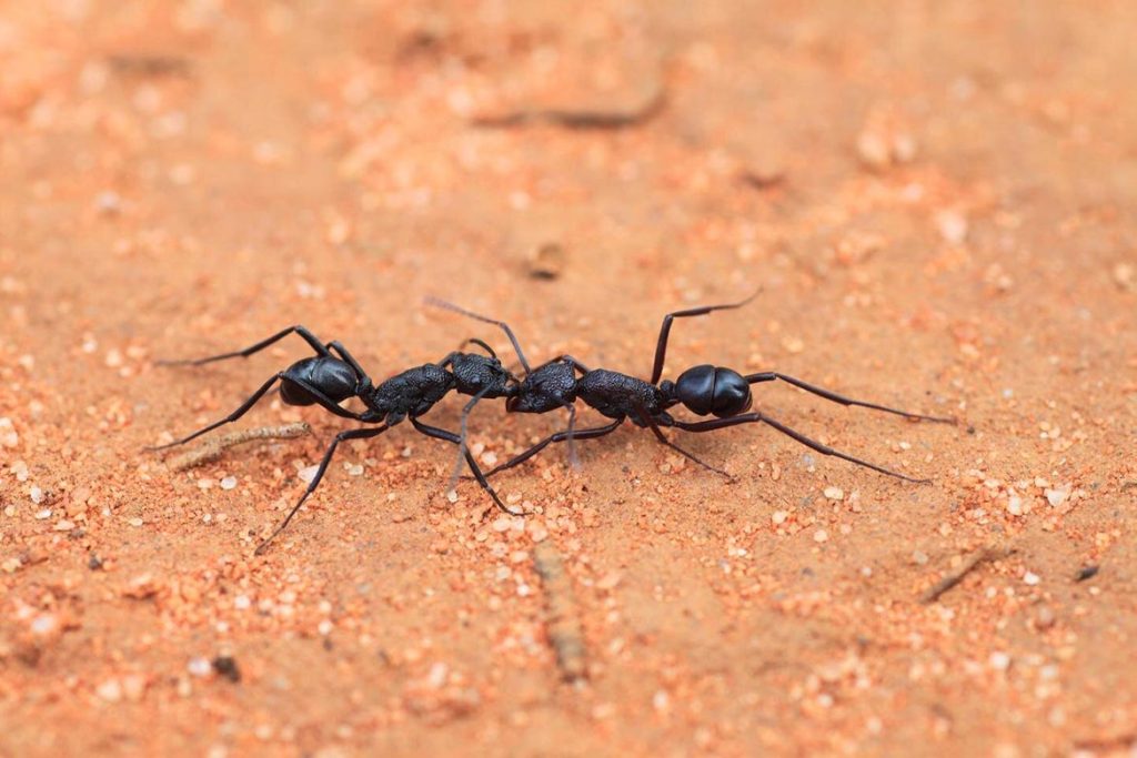 Среда обитания муравья, какую освоили 