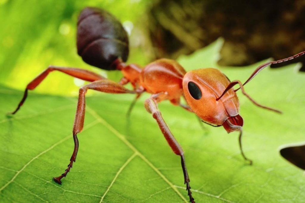 Среда обитания муравья, почему муравей – насекомое