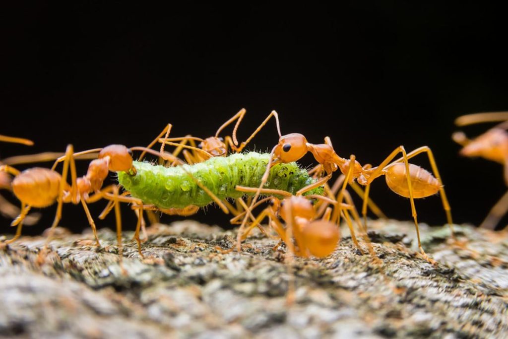 Среда обитания муравья, как охотятся 