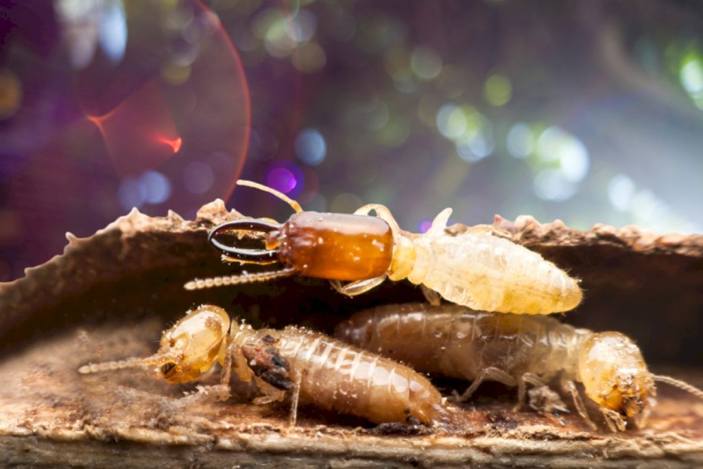Различия размножения у термитов и муравьев