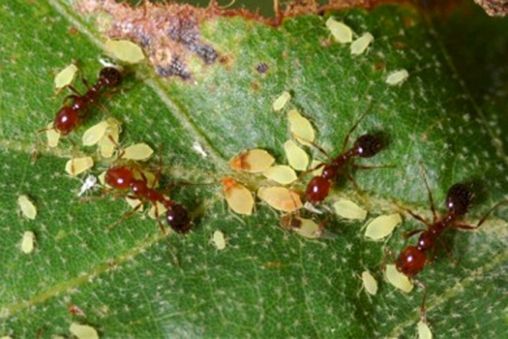 Как муравьи «разводят» тлю