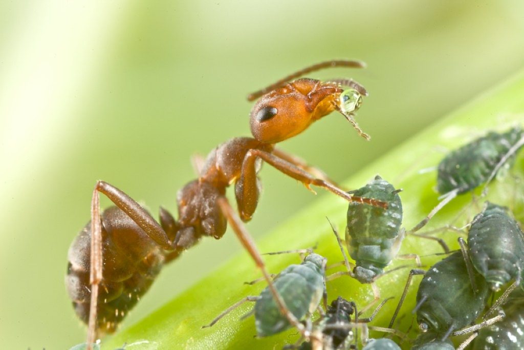 Как носит муравей нектар от тли?