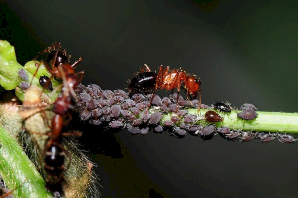 В чем заключается симбиоз тли и муравья