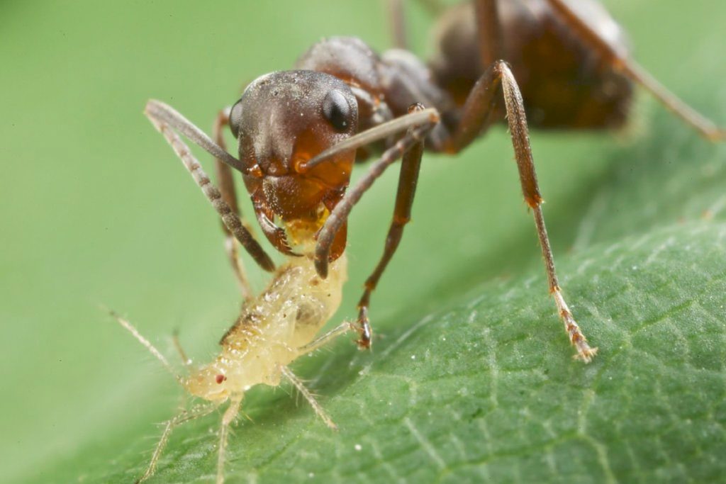 В чем заключается симбиоз тли и муравья. Почему так происходит