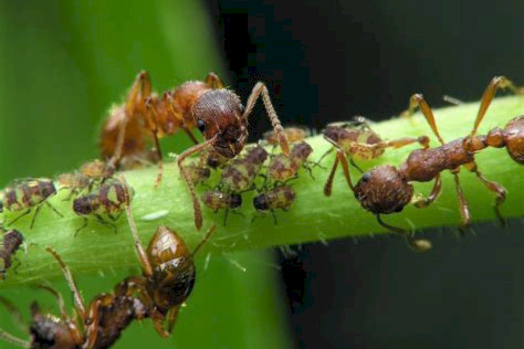 Как избавиться от тли и муравьев