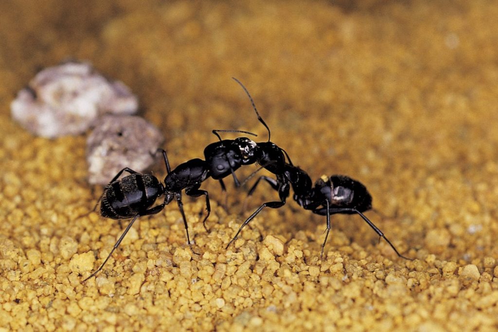 Удивительные фактов о муравьях