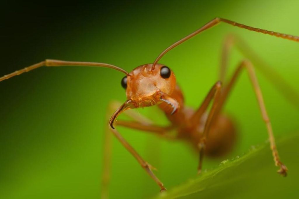 Укус муравья, как и чем кусают, строение ротового аппарата