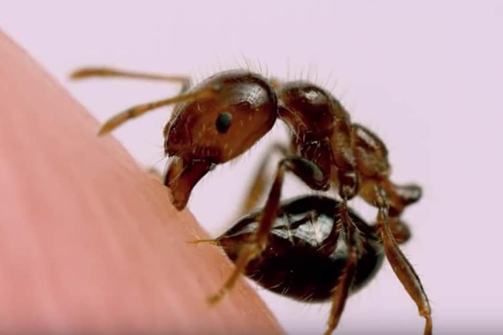 Полезен ли укус муравья