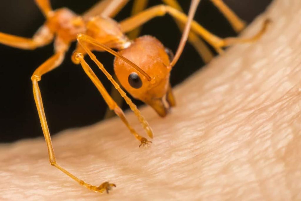 Укус муравья болезненный почему