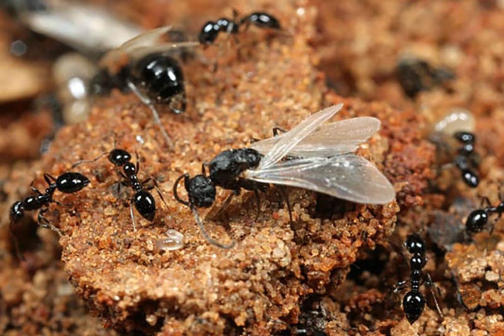 Укус муравья. кусаются ли черные