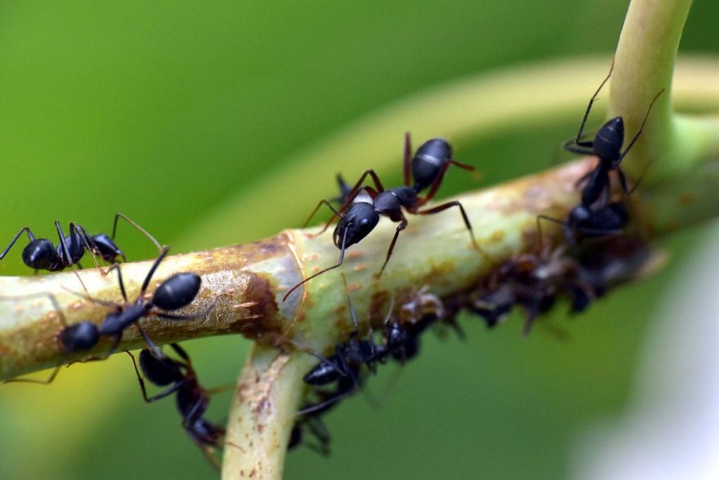 Умеют ли спать муравьи или они не спят вообще вечные трудяги