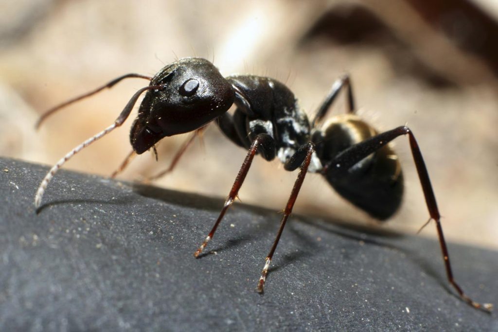 Умеют ли спать муравьи или они не спят вообще, как восстанавливают свою энергию