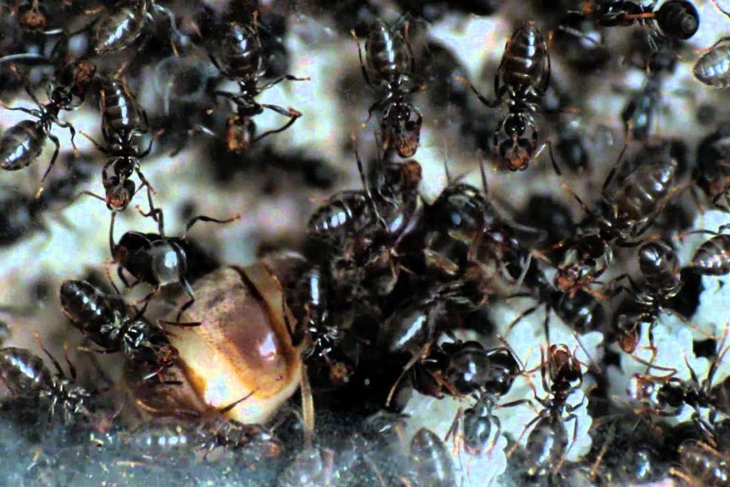 Умеют ли спать муравьи или они не спят вообще, от чего зависит сон 