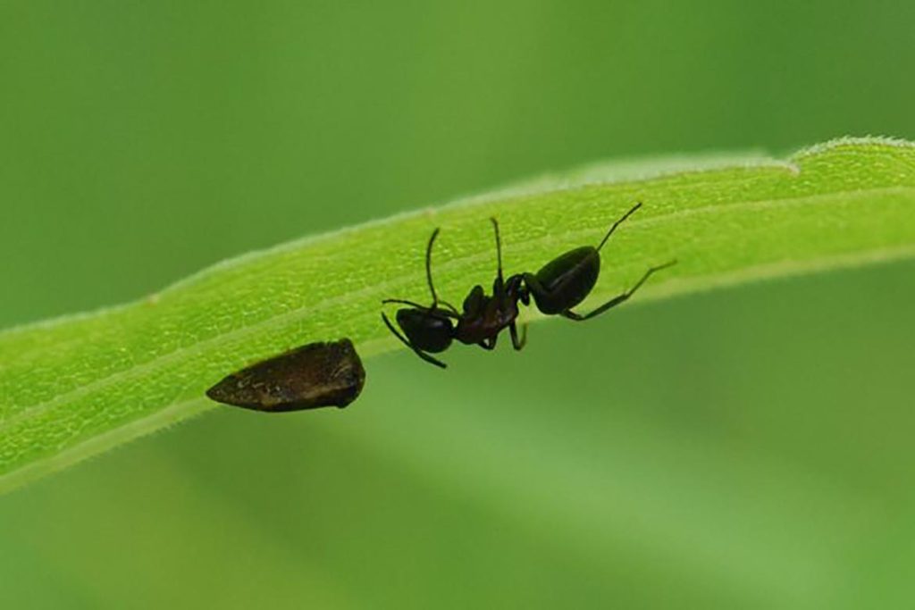 Умеют ли спать муравьи или они не спят вообще, правда или ложь