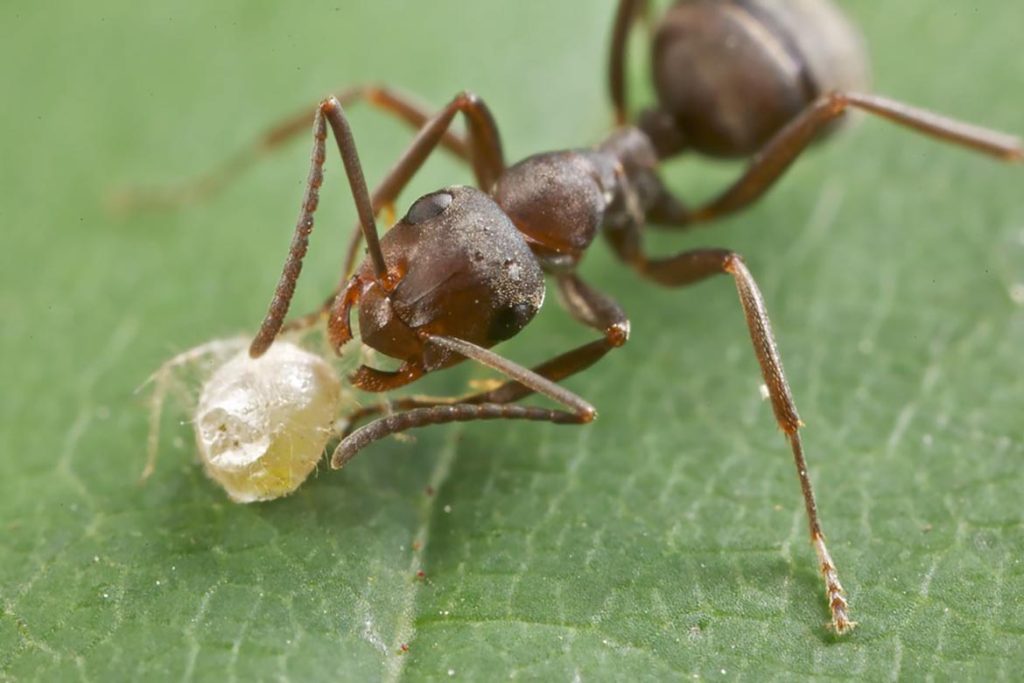 Умеют ли спать муравьи или они не спят вообще, почему не замерзают
