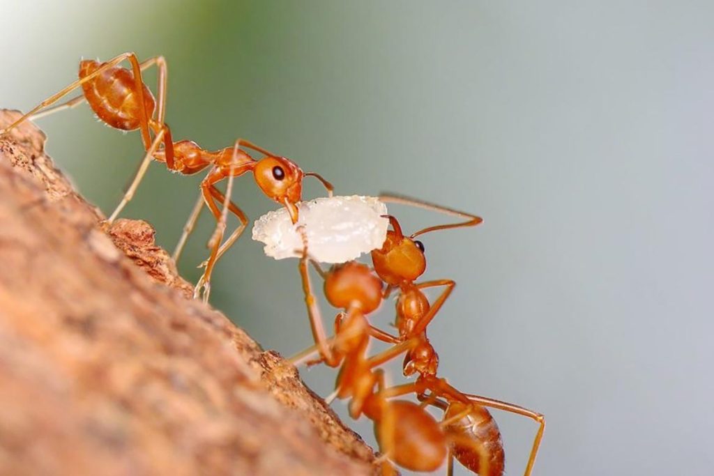 Умеют ли спать муравьи или они не спят вообще, способны ли к заботе