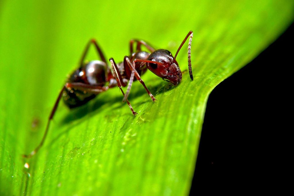Умеют ли спать муравьи или они не спят вообще, видят ли сны 