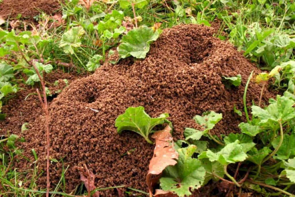 Как живут муравьи в муравейнике?
