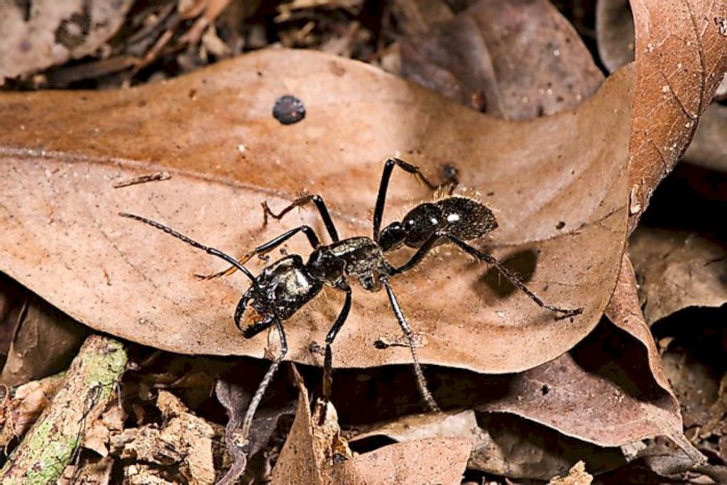 Какую пользу приносят лесные муравьи