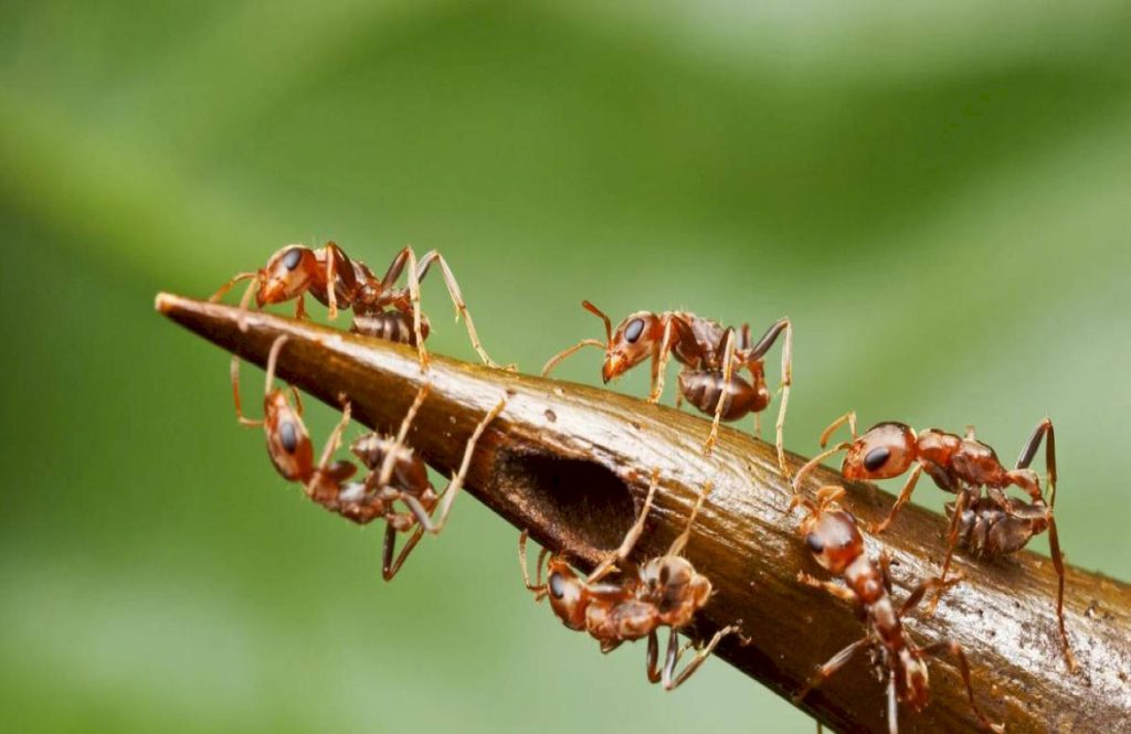 Акациевые муравьи
