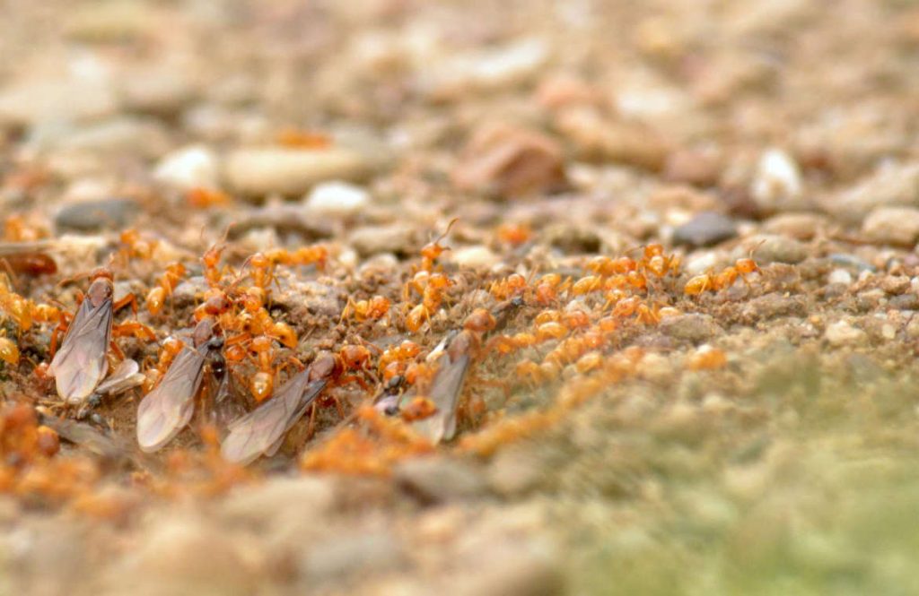 Желтые муравьи