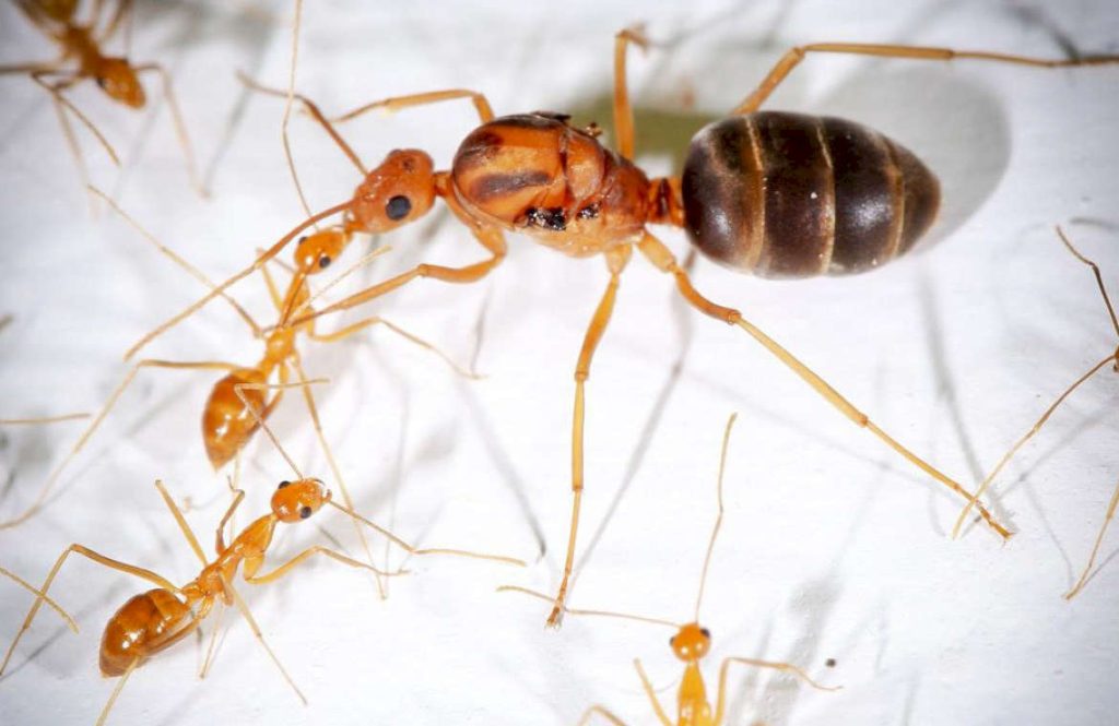 Желтые муравьи на огороде как избавиться народными средствами: отзывы профессионалов