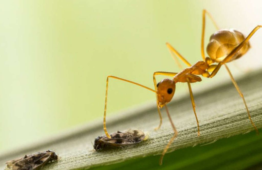 Большой вред муравьи наносят посадкам рассады