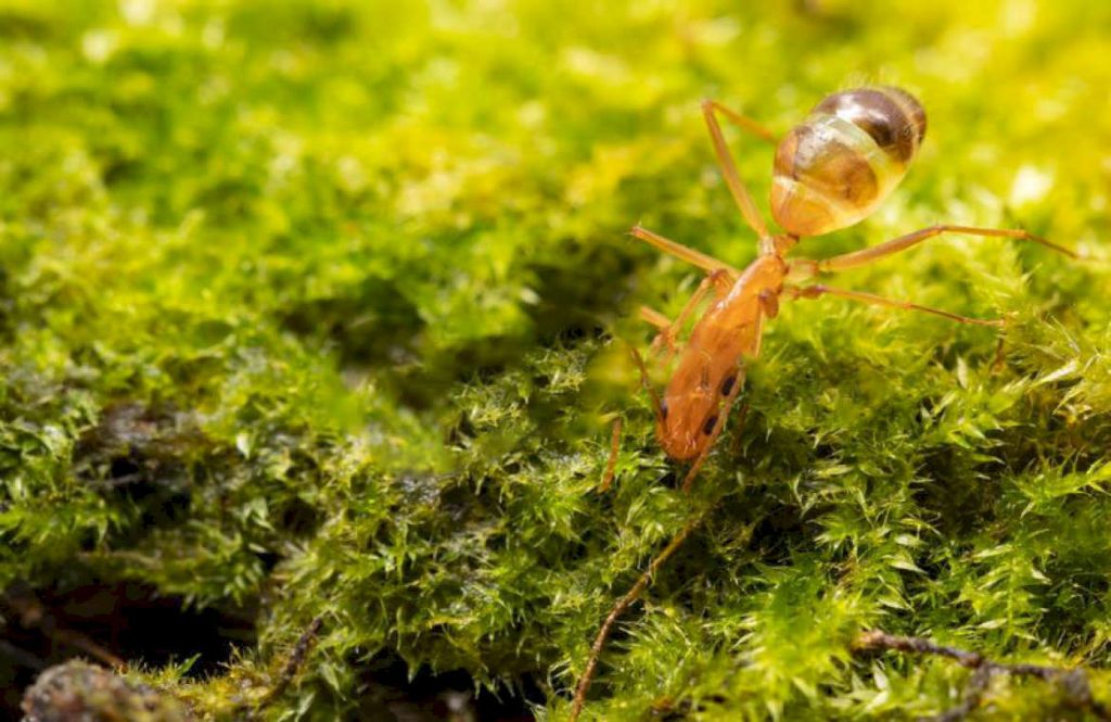 Какие продукты желтые муравьи предпочитают больше всего?