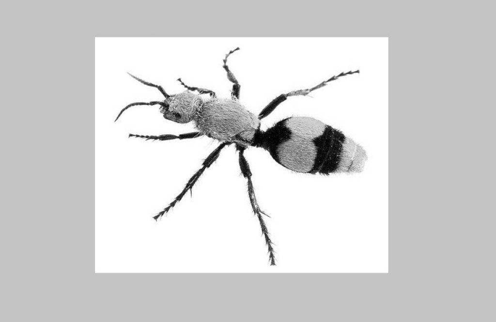 Бархатный муравей-панда Самцы и самки по внешним признакам очень сильно разнятся