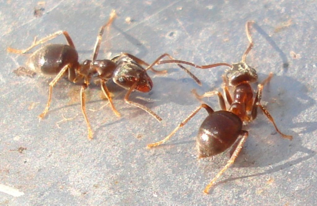 Бледноногие муравьи