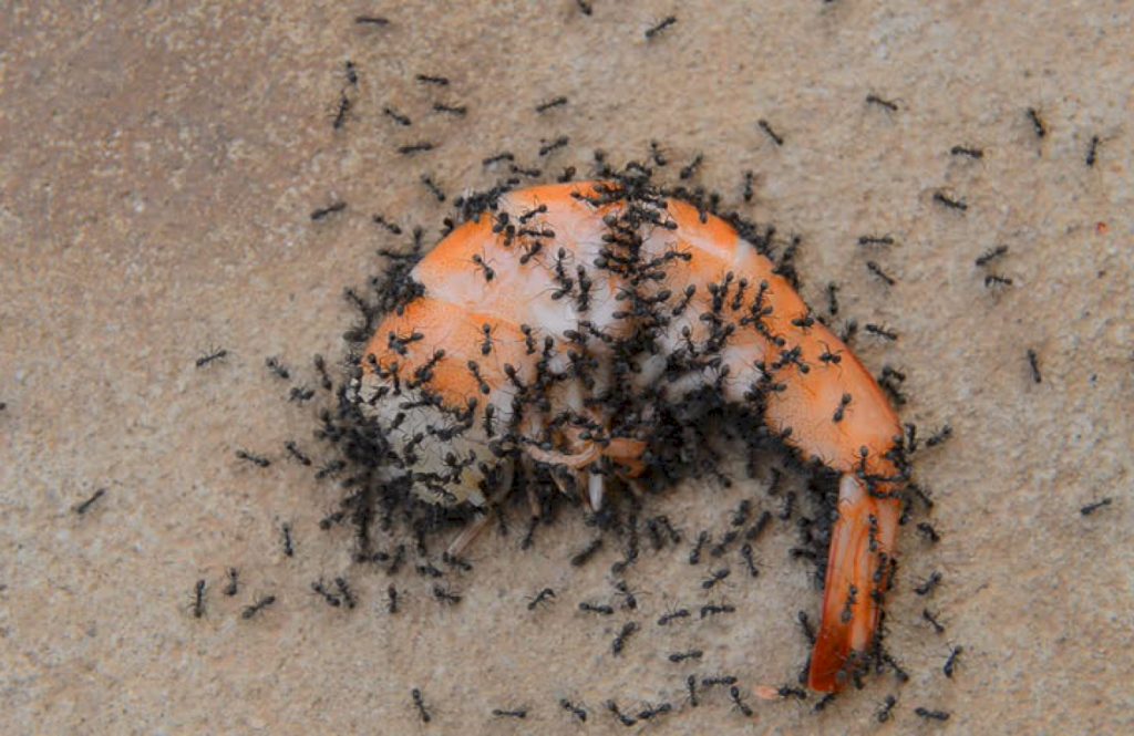 Рацион большинства видов муравьев в основном включает два главных компонента: белок и углеводы