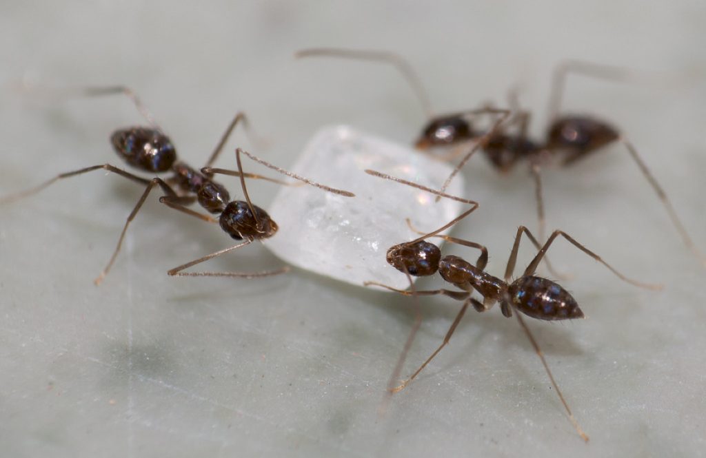 Можно ли муравьям-жнецам давать сахарный сироп?