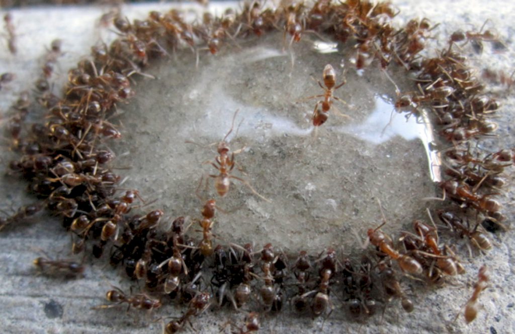 Можно ли муравьям-жнецам давать сахарный сироп?