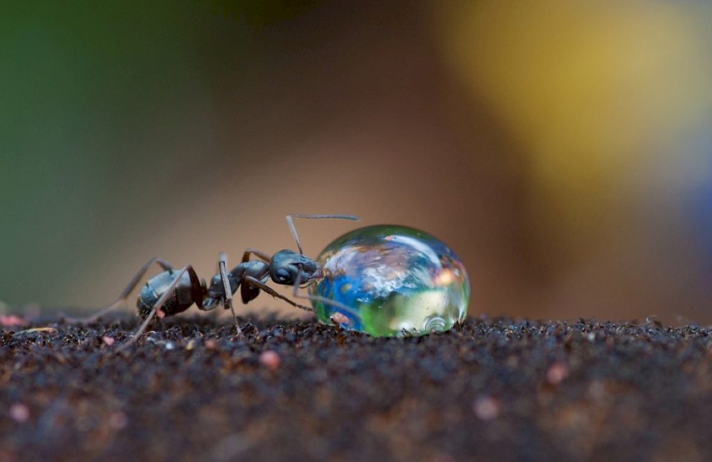 Нужно ли поить муравьев водой