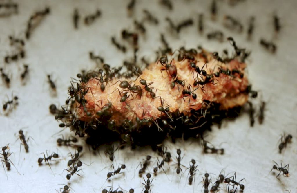 Можно ли кормить муравьев человеческой едой?