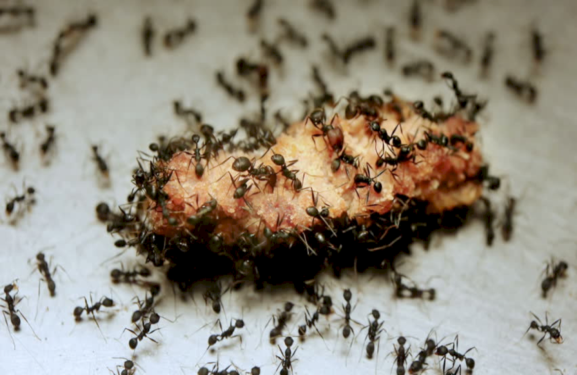 Заболевшие муравьи. Марабунта муравьи. Личинки домашних насекомых. Муравьи едят мясо. Муравьиные личинки чëрные.