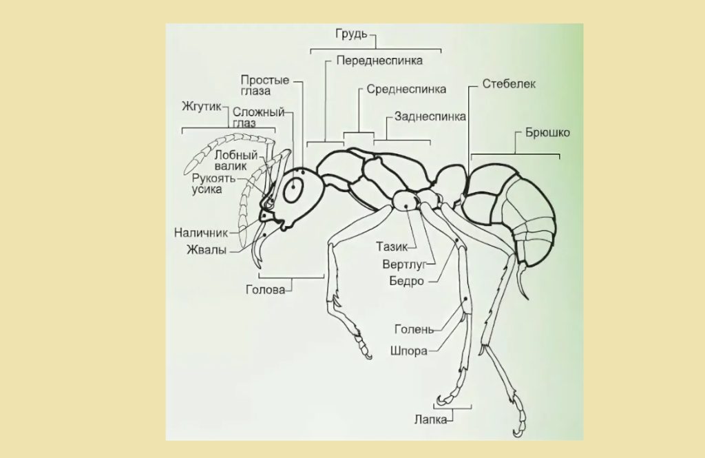 Как структурно выглядит желудок у муравьев?