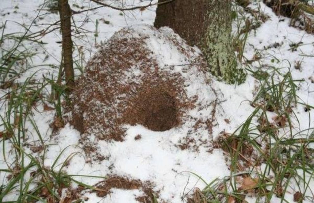Когда просыпаются муравьи весной, в каком месяце?