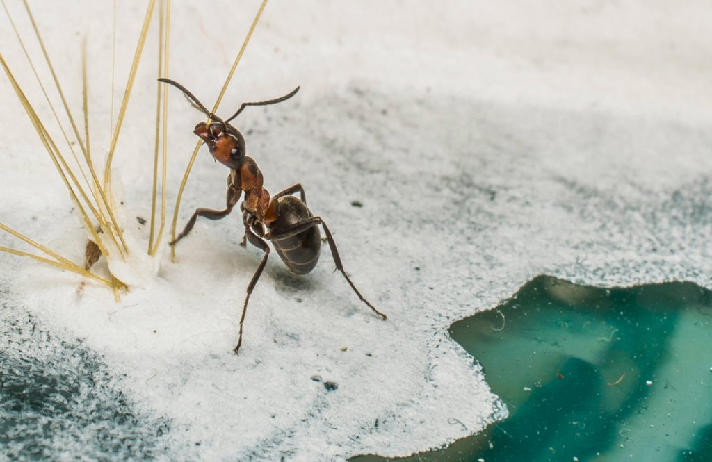 Сколько длится спячка у муравьев