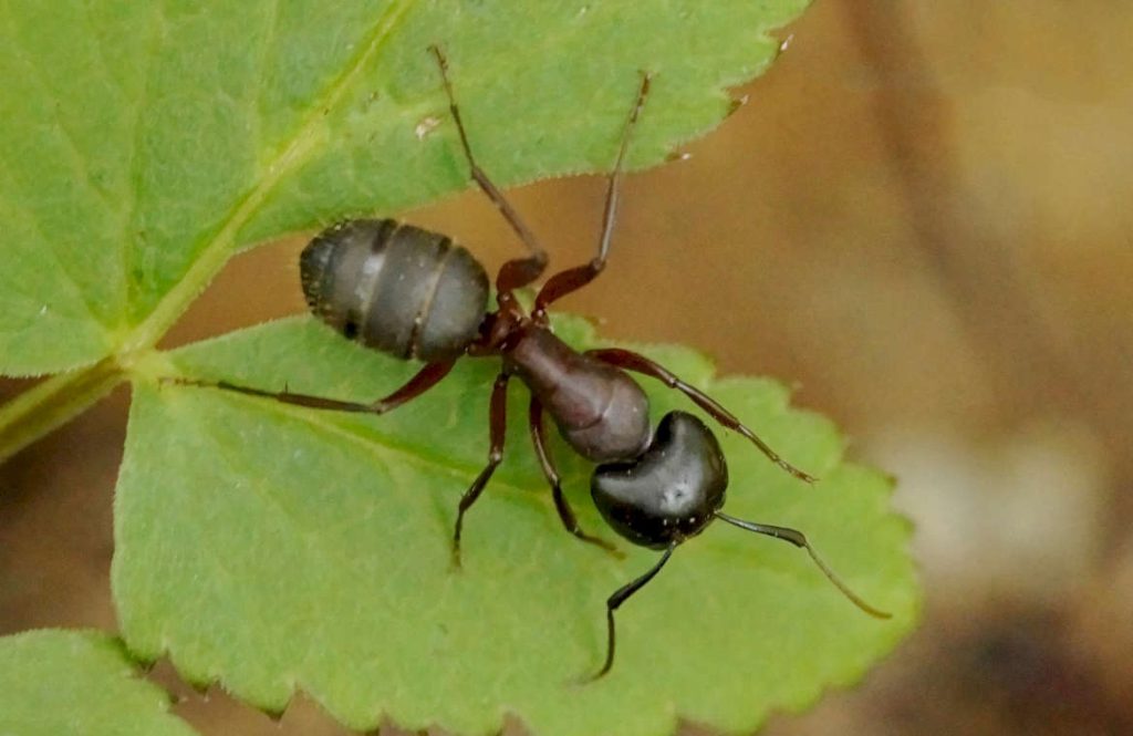 Вред от красногрудых муравьев