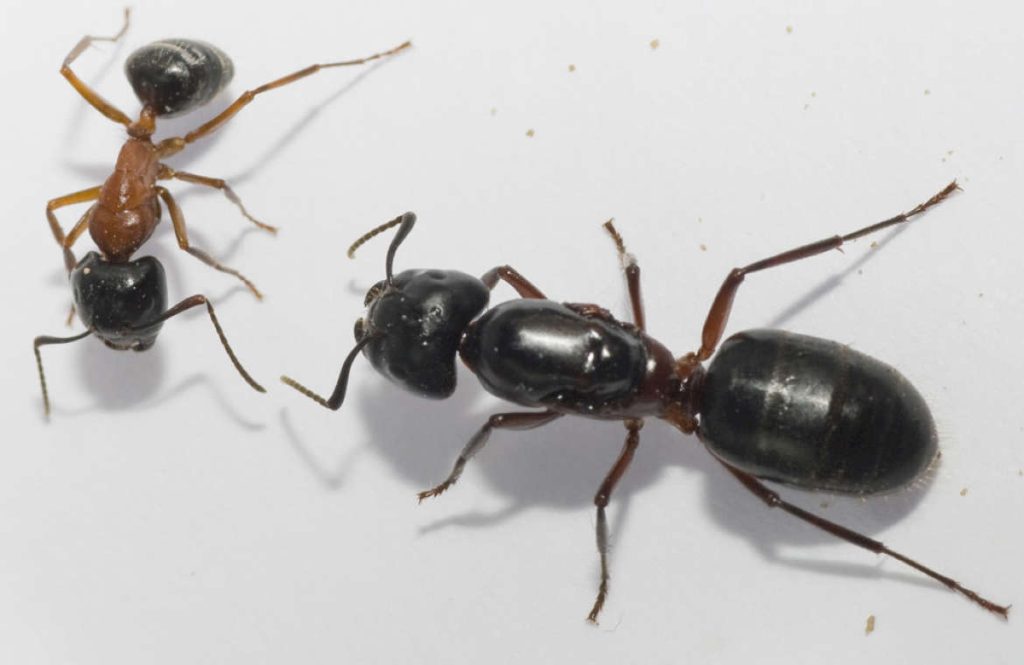 Матка Camponotus Herculeanus 