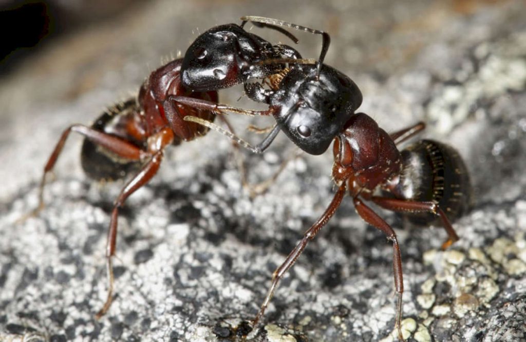 Разведение красногрудых муравьев