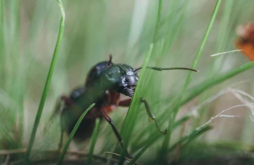 Описание, классификация Camponotus Herculeanus. Русское название – красногрудый муравей-древоточец