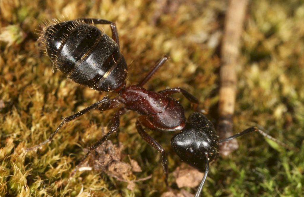 Чем питаются Camponotus Herculeanus