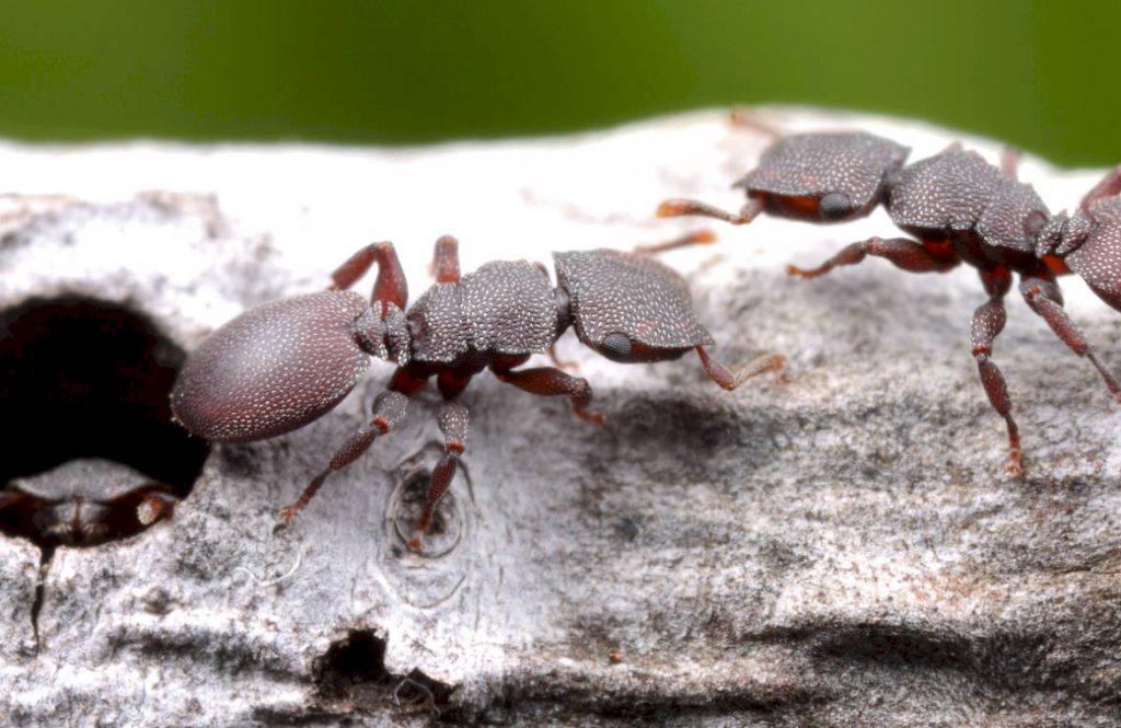 Спят ли муравьи-кефалоты