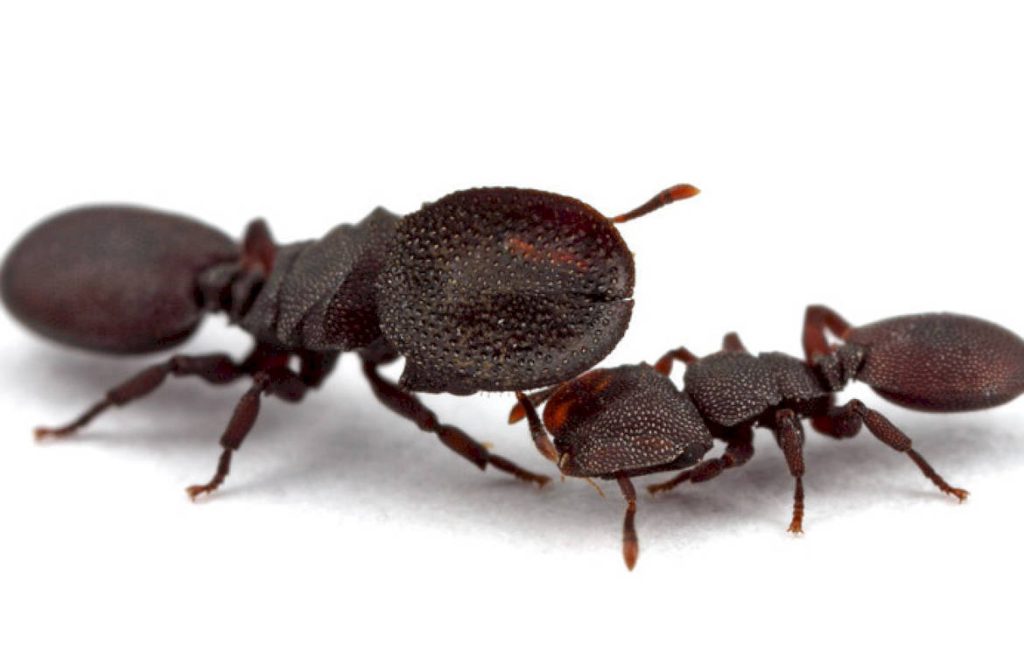 Cephalotes муравьи