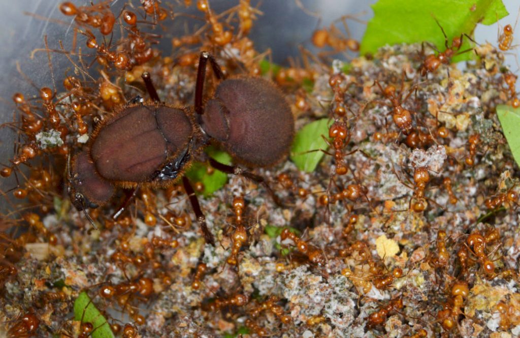 Кто такой муравей Кефалот (Cephalotes). Описание вида. Систематика