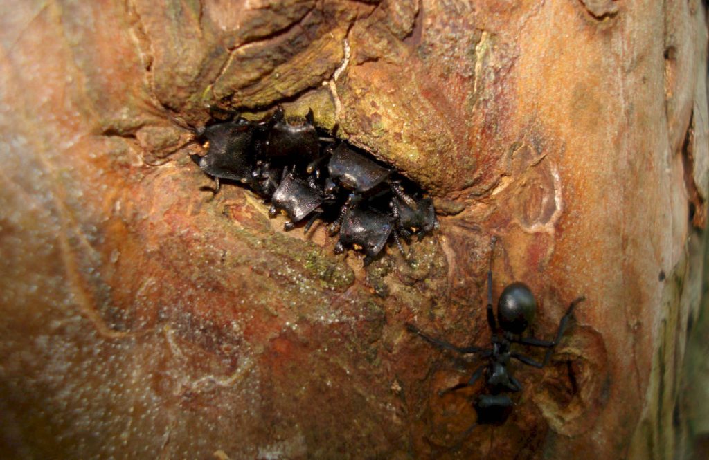 Древесные муравьи