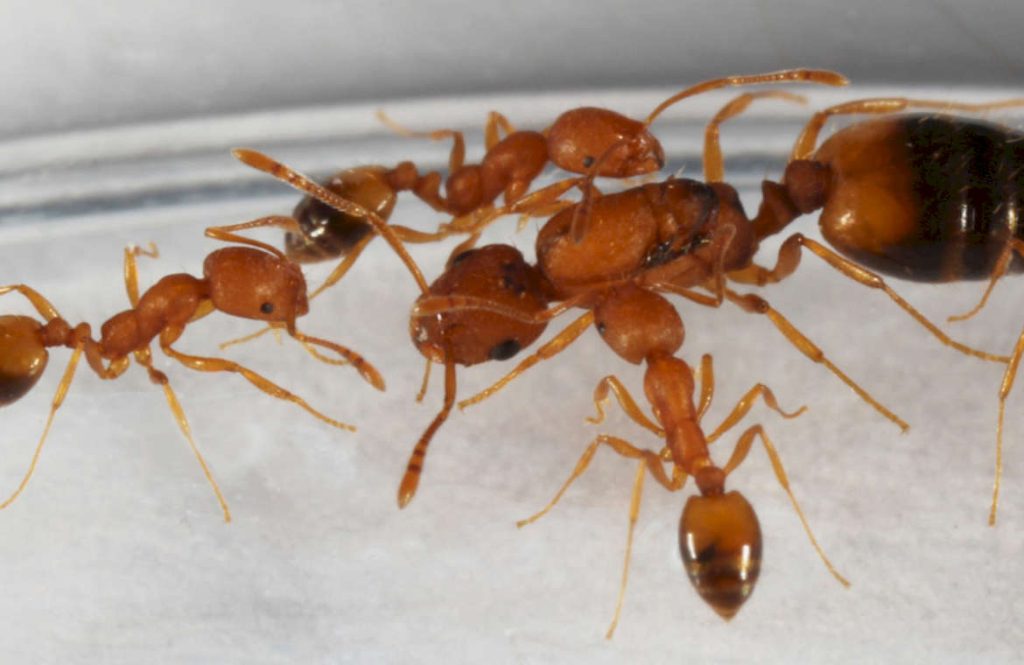 Какую опасность несут муравьи для человека?