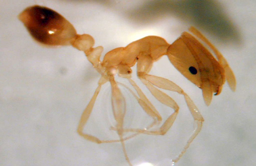 Общее описание вида MonomoriumPharaonis, как выглядят, размеры. Фото
